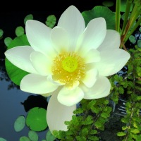 Green Healing ~ Lotus and Little Frog