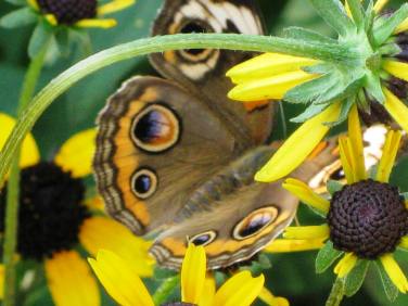 Buckeye Butterfly and Black-eyed Susans