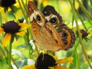 Eyespots on Buckeye Butterfly