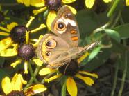 Buckeye Butterfly eye-spots