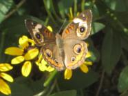 Buckeye Butterfly open wings