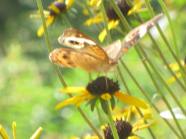 Buckeye Butterfly and pretty yellow flowers make a Green Healing moment in time.