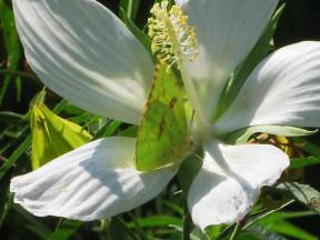 Little Butterfly (perhaps a Sulphur) inside white flower petals drinking nectar