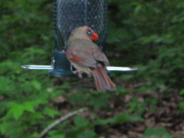 Young Cardinal trying out some Sunflower seeds at feeder