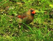 juvenile Cardinal