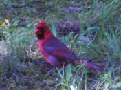 Beautiful Male Cardinal