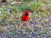 Bright Red Male Cardinal
