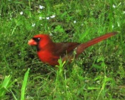 Male Cardinal, in Red of course!