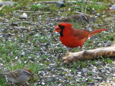 One Cardinal, and two little backyard beauties!