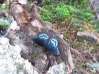 Butterfly Beautiful in the Blueridge Mountains