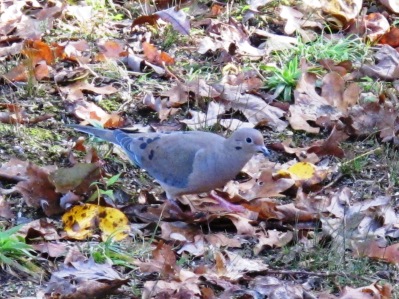 Mourning Dove in October