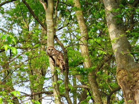 Barred Owl in Trees