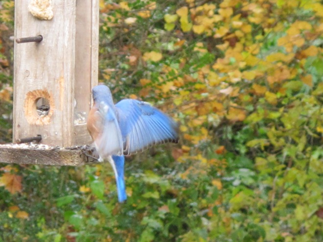 Eastern Bluebird landing on feeder