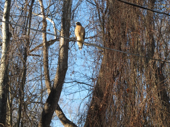 The Red-shouldered hawk and that streak of beautiful Carolina sky!